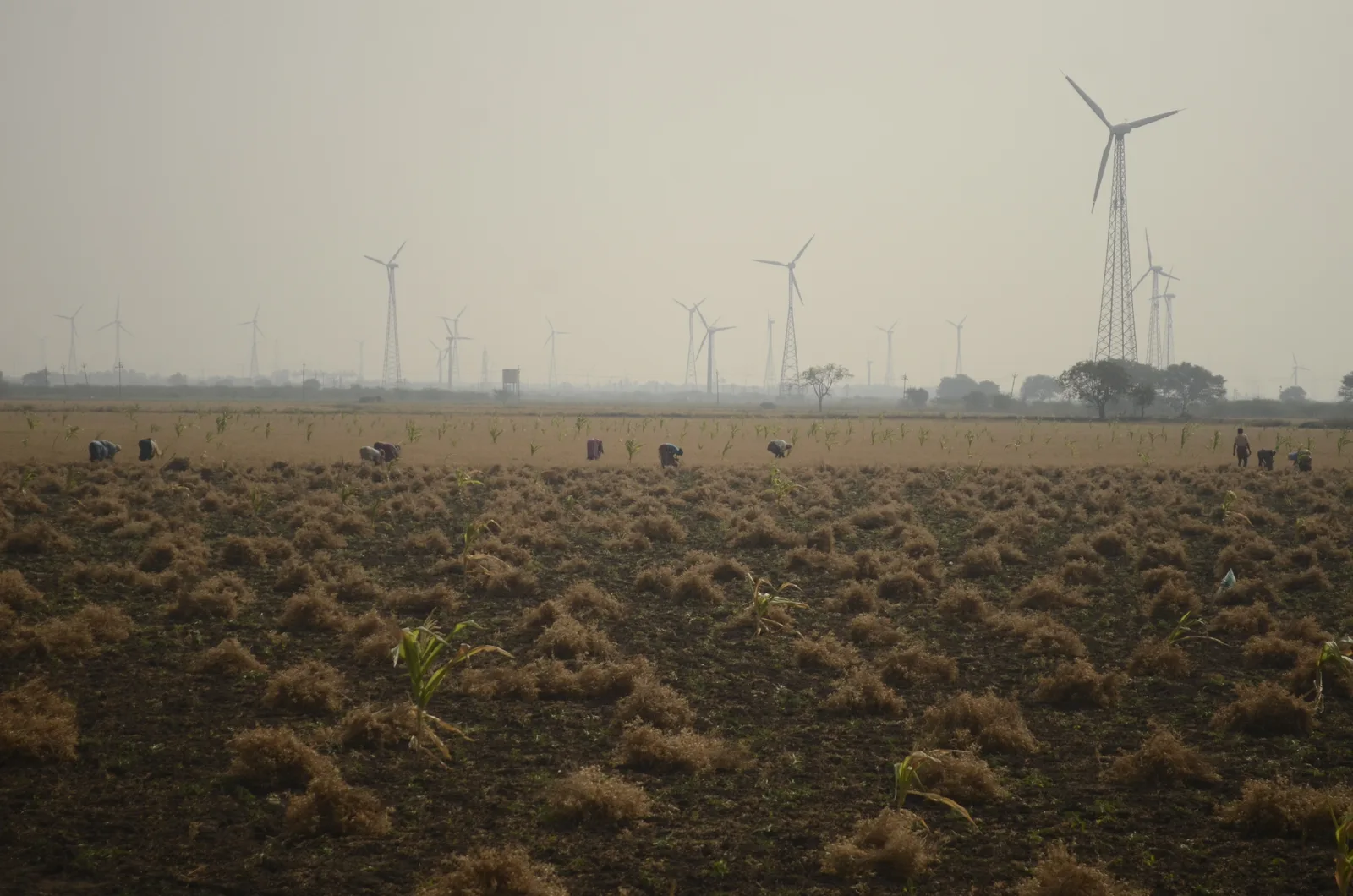 Licensed photograph relevant to 21 MW Wind energy farm at Palladam, Tamil Nadu by HZL; Photo: PJeganathan / Wikimedia Commons (CC BY-SA 4.0); Wind turbines in Tamil Nadu; not a photograph of the specific Palladam project. Resized and converted to WebP by VeriCtory.